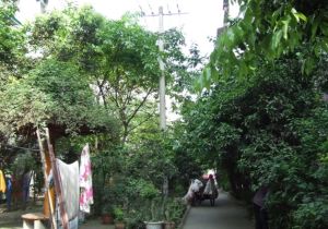 华成苑1室1厅东南
