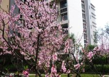 上锦颐园佳境 3室1厅 东北