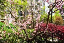 上锦颐园佳境 2室2厅 西南