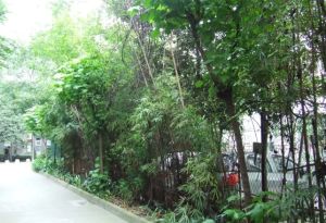 懋园西沿风景2室1厅西南