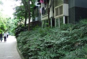懋园西沿风景3室1厅西北