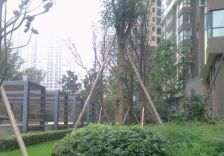 丽晶港3室2厅西南