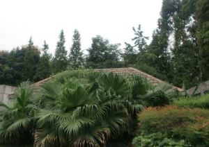 锦绣森邻 3室2厅 南