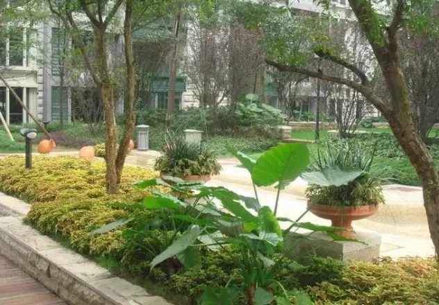 神仙树大院二期实景图