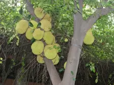 祥利花园 毛坯两房 户型端正 满五唯一