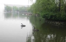 天鹅湖北苑2室1厅东北