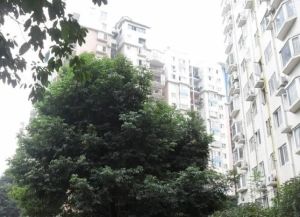 会所花园2室1厅西南