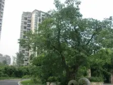 春天大道 3室2厅 东南