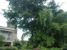 春天大道 2室2厅 南