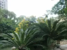 春天大道 3室1厅 东南