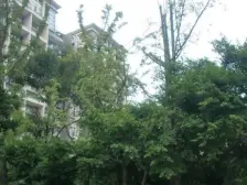 春天大道 5室2厅 南