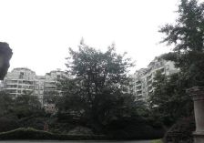 诺金山 3室1厅 东南