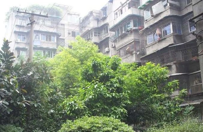 玉通巷5号院实景图