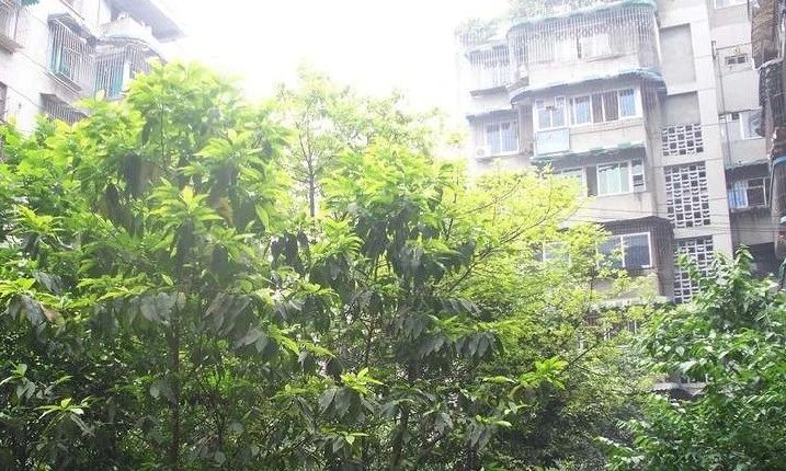 玉通巷5号院实景图