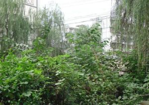 通锦桥路176号3室1厅东南