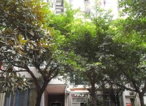 汇景樱桃季1室1厅南