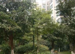 汇景樱桃季 2室1厅 东