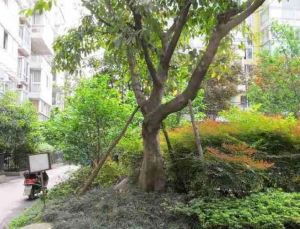 芳馨苑3室2厅西南