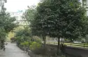 丽景欣城花语间实景图