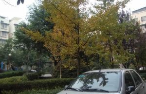 荣兴花园 3室2厅 东北