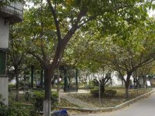 杨柳小区2室1厅东南