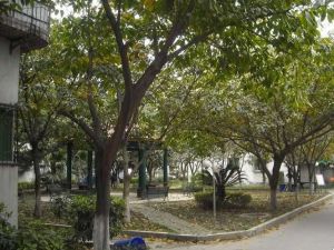 杨柳小区2室1厅东南