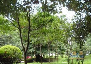 安居苑(温江) 3室1厅 东北