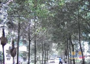 安居苑(温江)3室1厅东南
