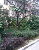 丹凤社区2室1厅南