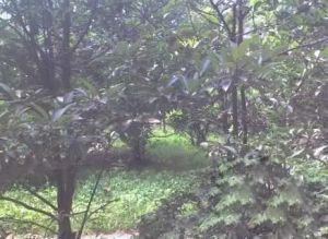 蜀汉路253号4室2厅南东南