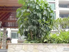 房子满五年,业主诚心出售,接受市场