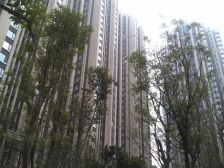 绿地缤纷城A栋 1室0厅 西北