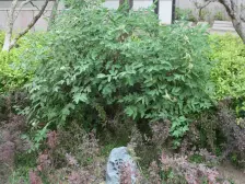 西站 森林 水系社区 仁恒美林郡 两室全明 精装修