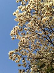 华润橡树湾芳润轩2室1厅南