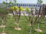 周边环渤海批发市场