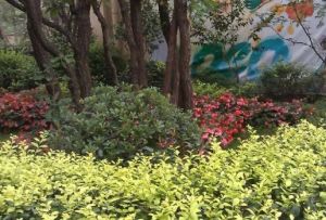 蓝光COCO金沙一期2室1厅东