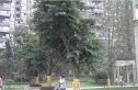 中大君悦金沙四期实景图