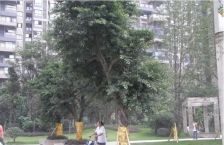 中大君悦金沙四期2室1厅东南
