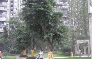 中大君悦金沙四期2室1厅西南西