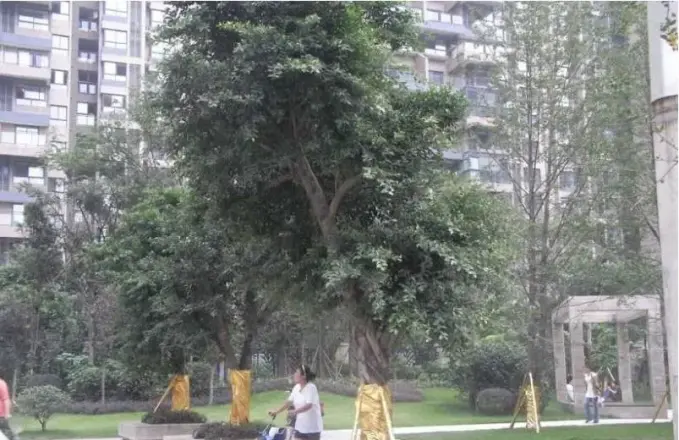 中大君悦金沙四期实景图