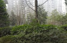 百仁安盛3室2厅东南
