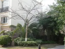 碧海湾 精装双拼别墅 位置安静 楼栋私密性好