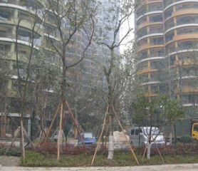 远大都市风景一期 3室2厅 西南