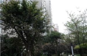 康河郦景三期3室1厅南北