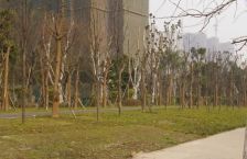 檀香花园 3室1厅 东南