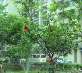 梧桐世家一期2室1厅南