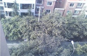 双楠谊苑一期 4室1厅 西南