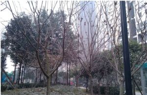 金牛花园2室1厅东南