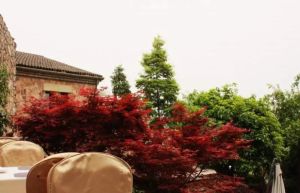 麓山国际茵特拉肯B区4室2厅东南