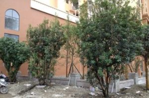 德商金沙十年3室1厅西南